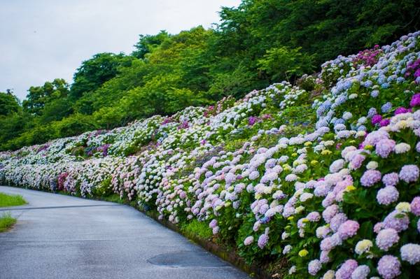 珍藏最美的相遇日本四國高知縣四季賞花情報推薦